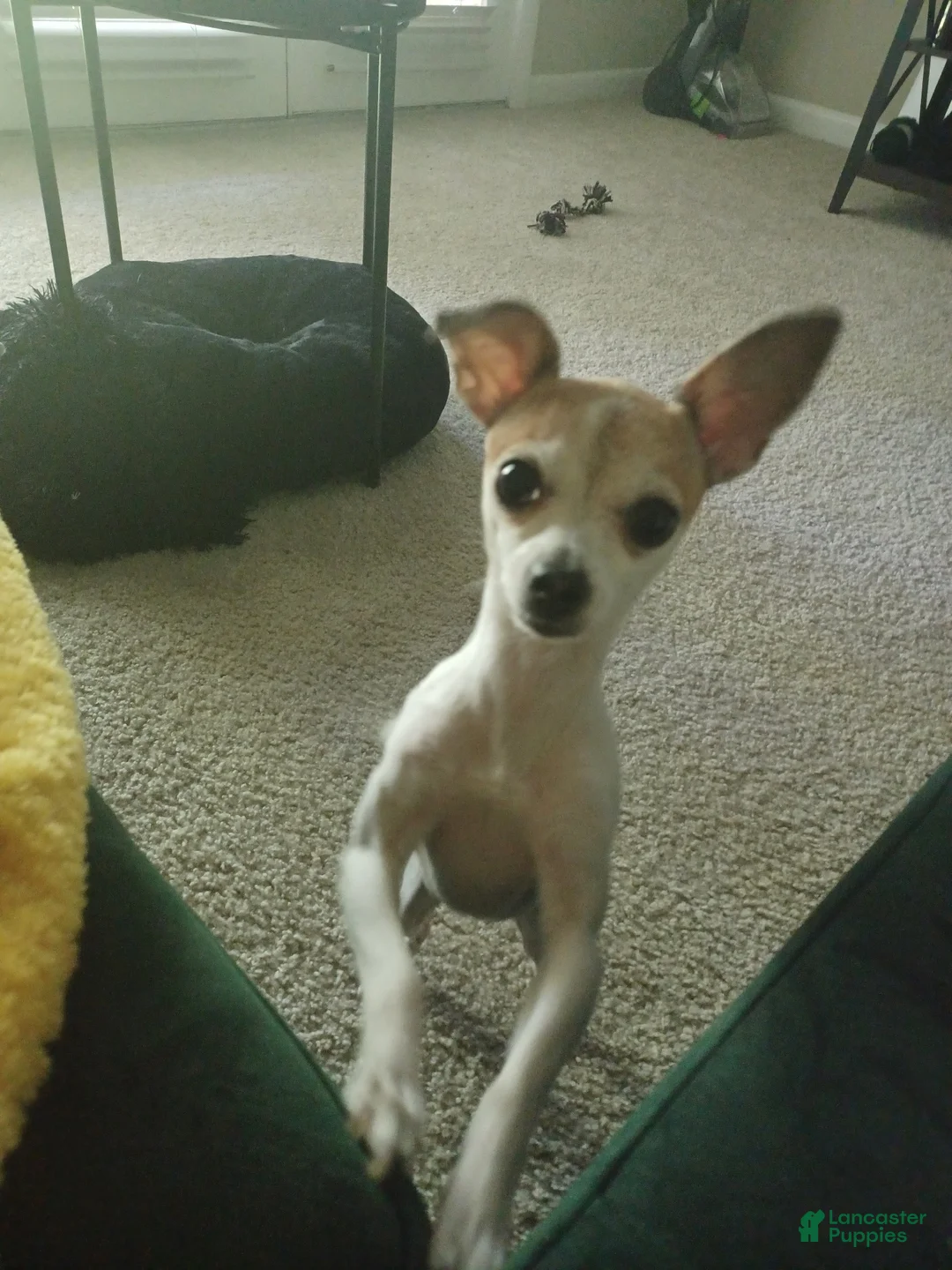 Mixed Breed dogs for sale: Kimba - Ad 1