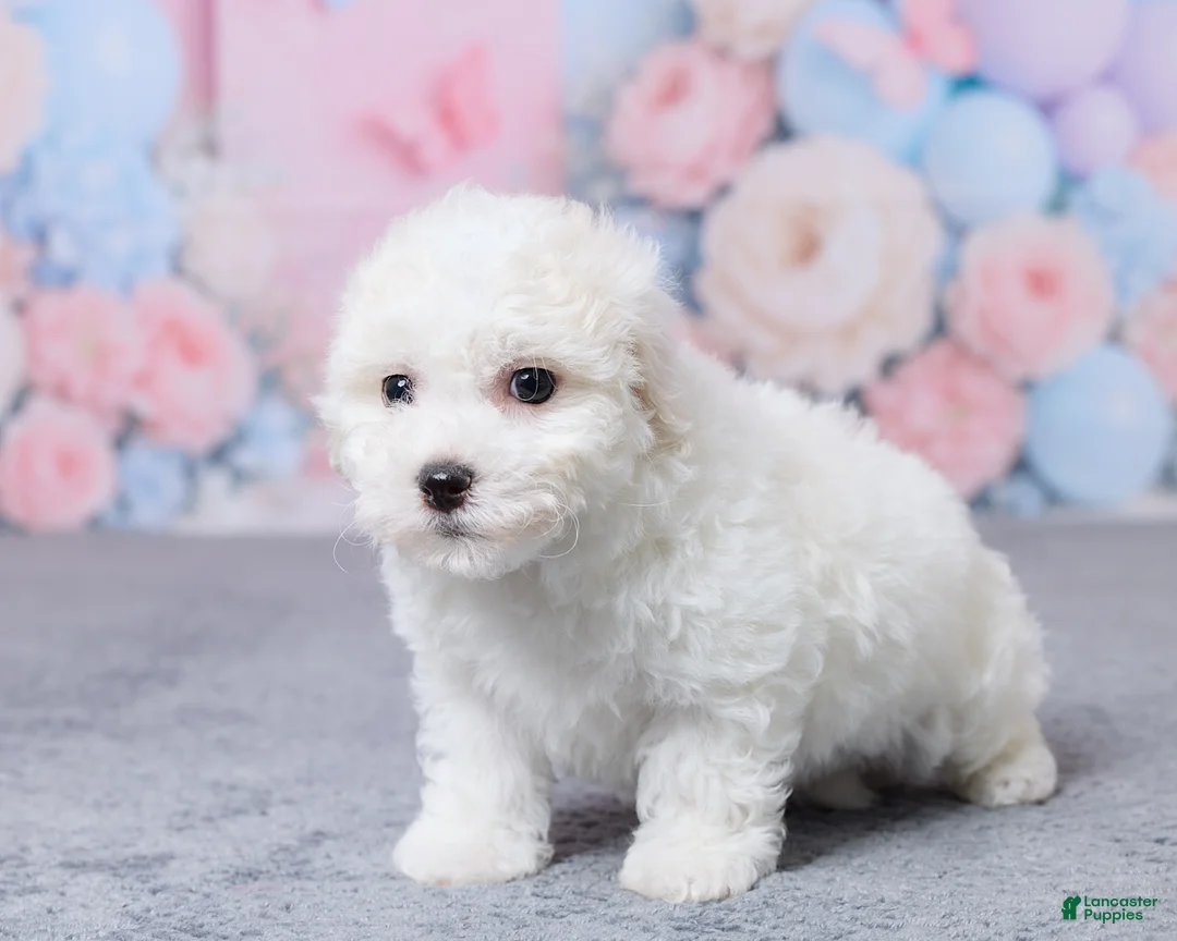 Bichon Frise dogs for sale: Jax - Ad 5