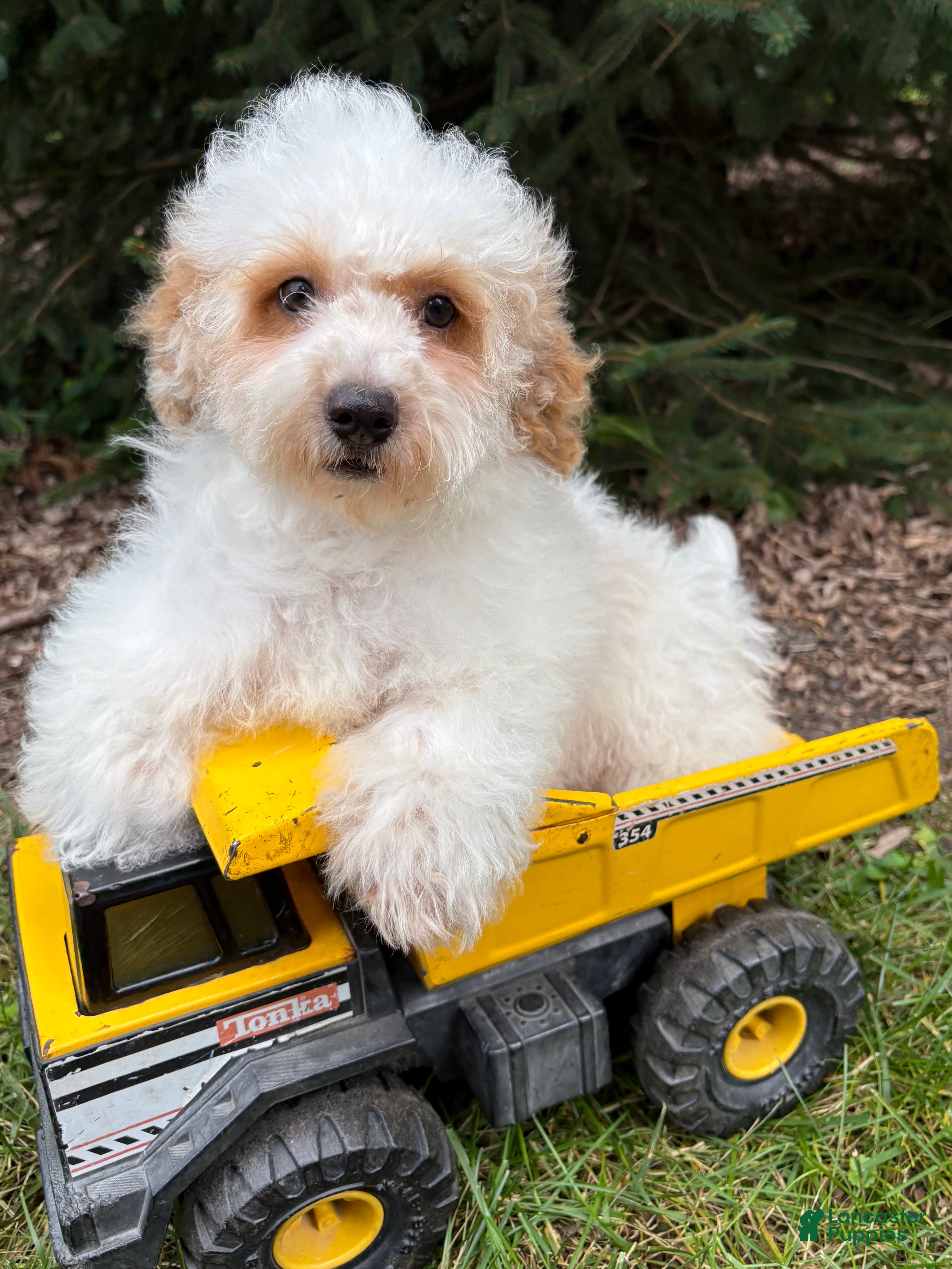 Havapoo dogs Arlo - Ad 1