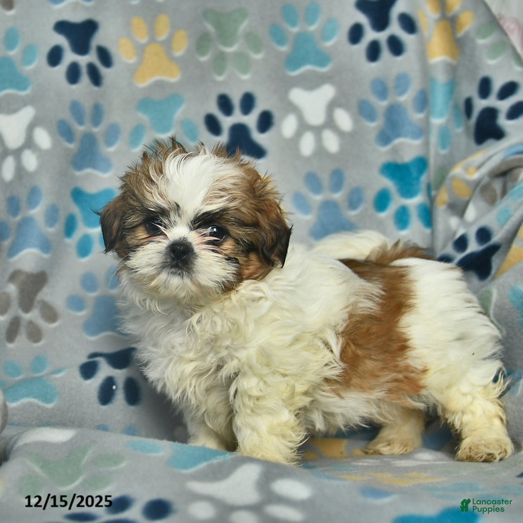 Shih Tzu dogs for sale: Merry - Ad 4