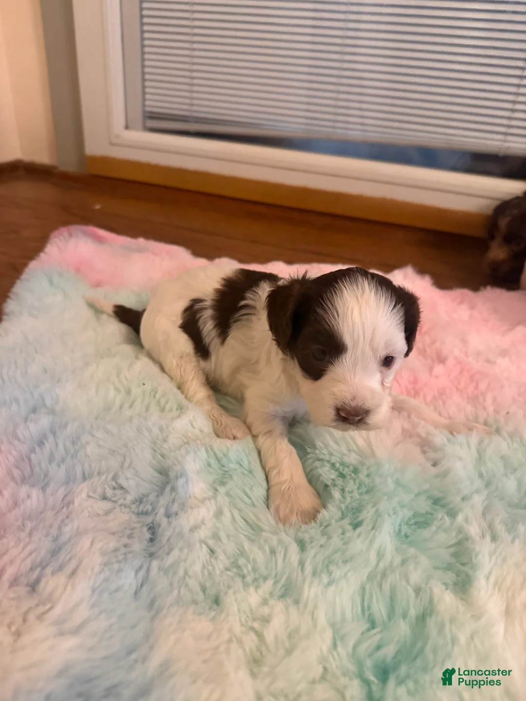 Labradoodle dogs for sale: Labradoodle Puppy 6 - Ad 2