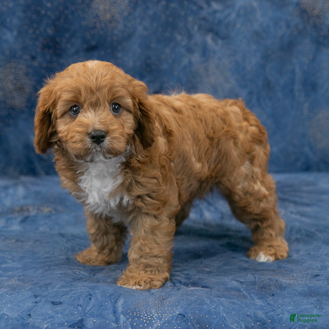 Cavapoo dogs for sale: Buster - Ad 9