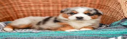 Australian Shepherd dogs for sale: Scamper - Ad 6