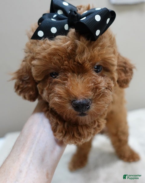 Toy Poodle dogs Deep Red - Ad 9