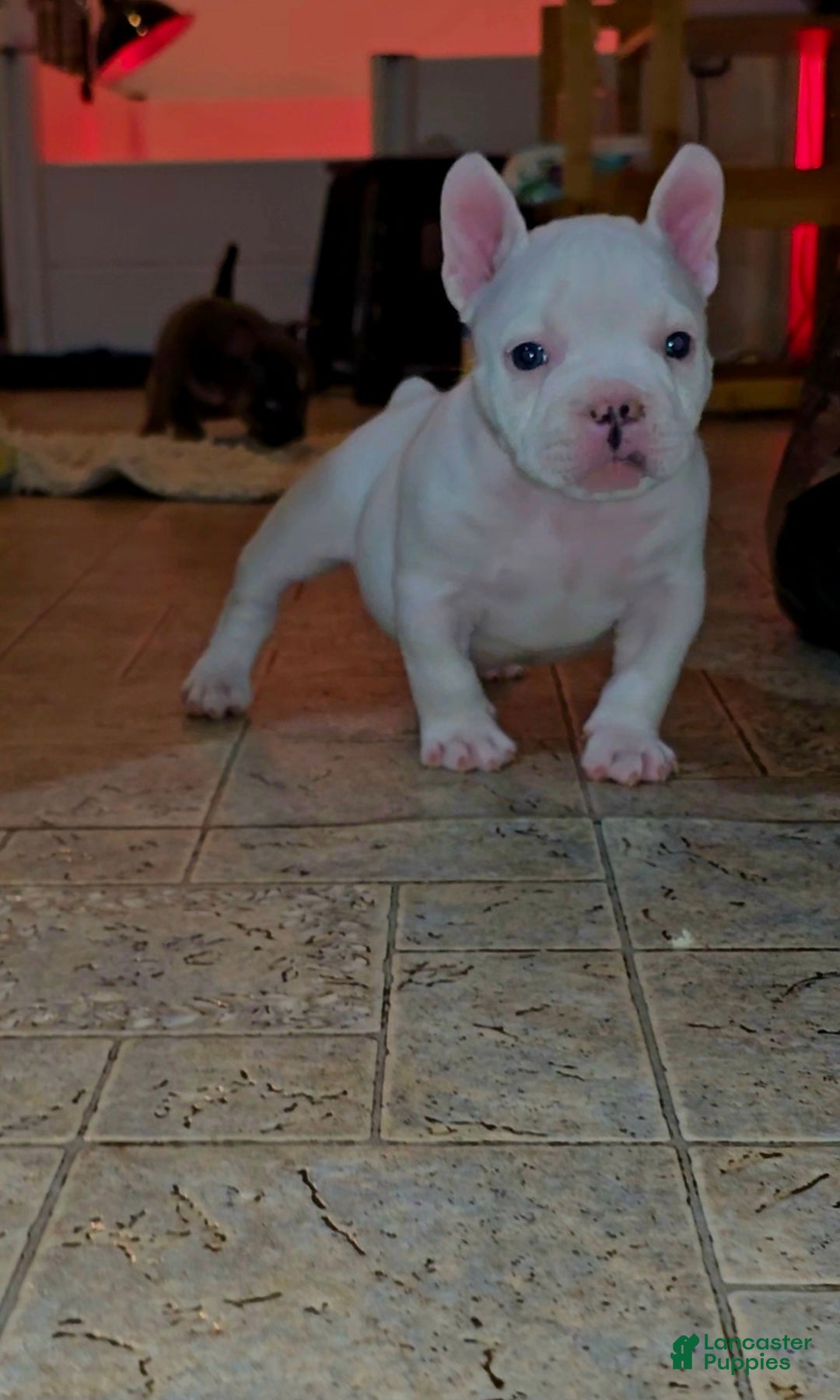American Bully dogs for sale: American Bully Puppy 1 - Ad 12