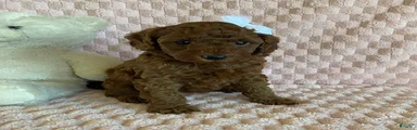 Gingerbread
