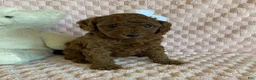 Cavapoo dogs for sale: Gingerbread - Ad 1