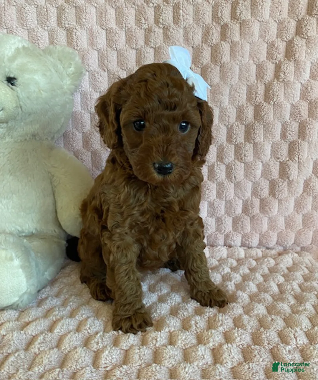 Cavapoo dogs for sale: Gingerbread - Ad 1