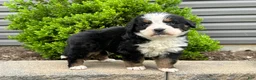 Bernese Mountain Dog dogs for sale: Bruno - Ad 3