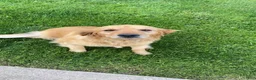 Mini Goldendoodle dogs for sale: Faye - Ad 9