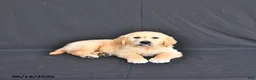 Golden Retriever dogs for sale: Jax - Ad 4