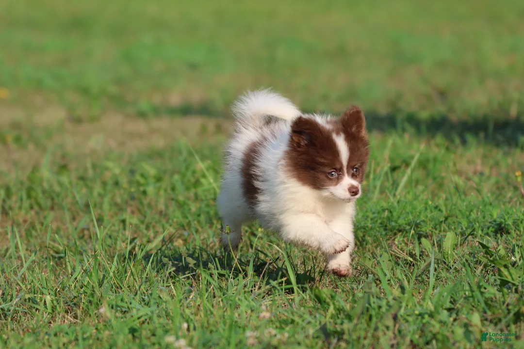 Pomeranian dogs for sale:  Milly - Ad 5