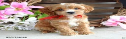 Cavapoo dogs for sale: Max - Ad 5