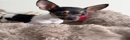 Chihuahua dogs for sale: “Saint” Male Chihuahua  - Ad 7