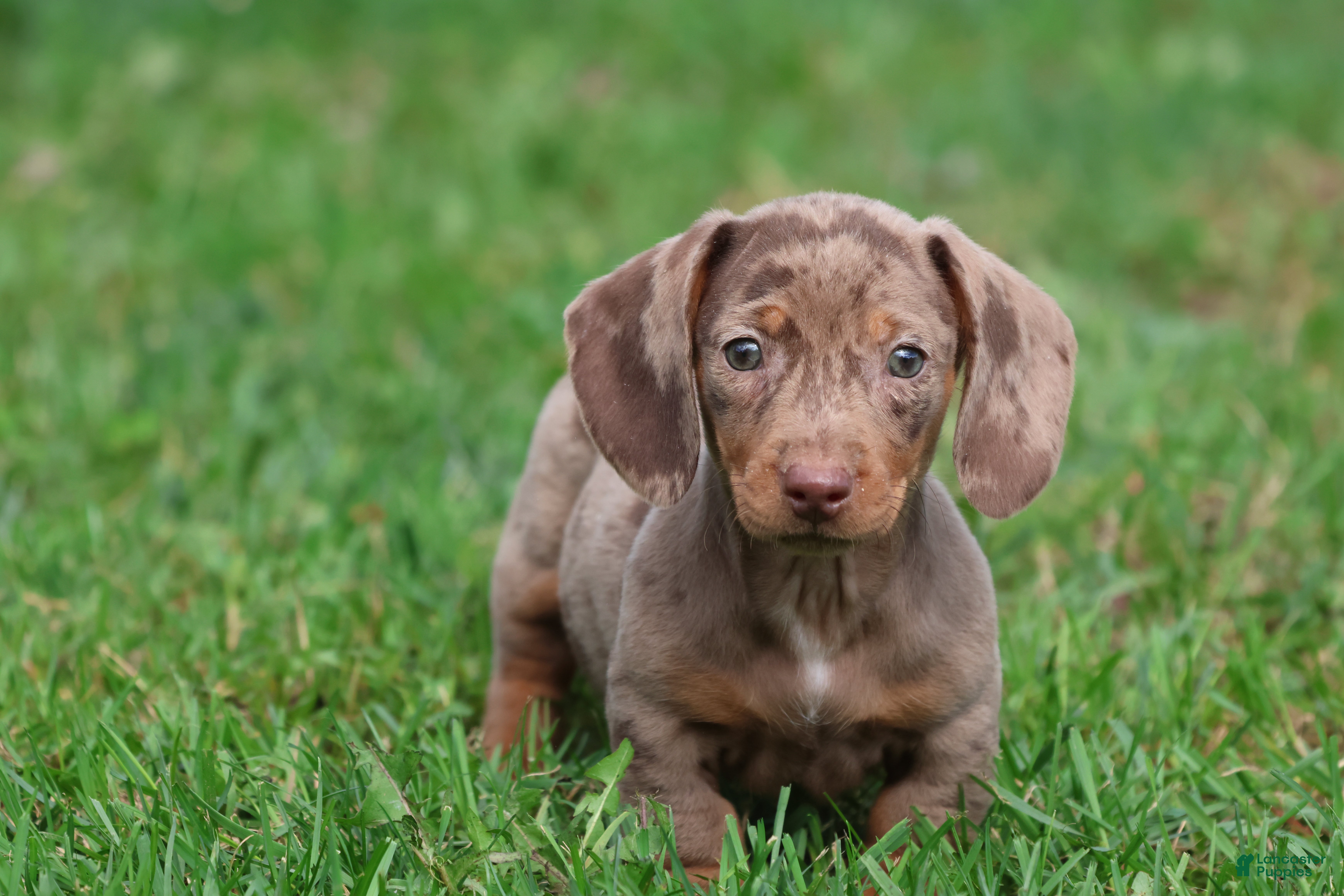 Miniature Dachshund dogs Swiss Rolls - Ad 3