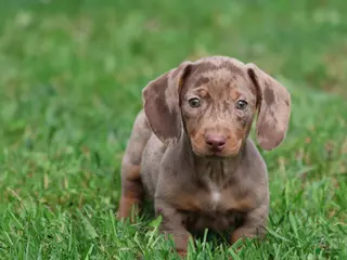 Miniature Dachshund dogs Swiss Rolls - Ad 3
