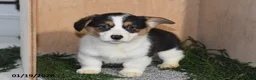 Welsh Corgi Pembroke dogs for sale: Sparky - Ad 2