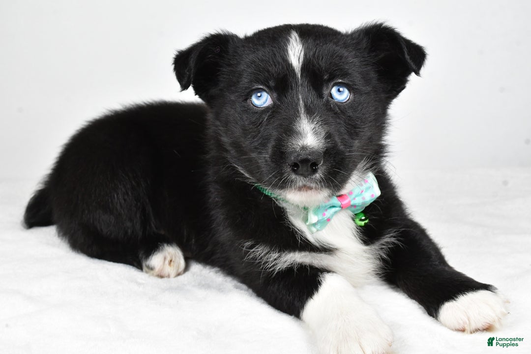 Mixed Breed dogs for sale: Prescott - Ad 2