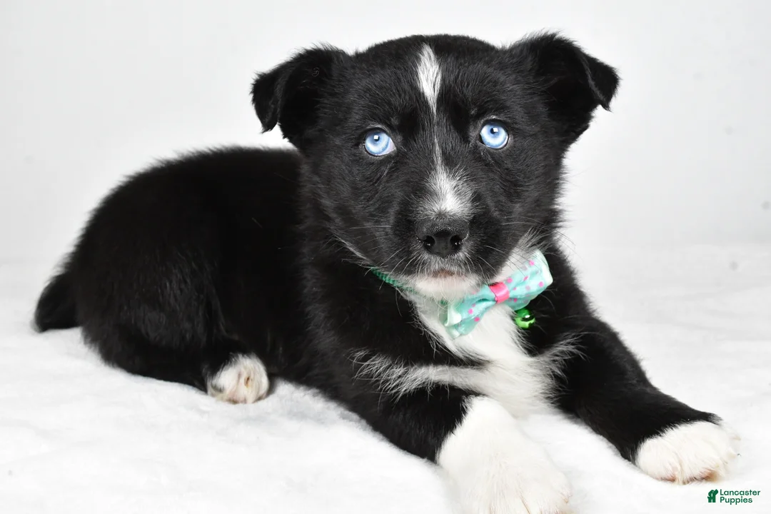 Mixed Breed dogs for sale: Prescott - Ad 2