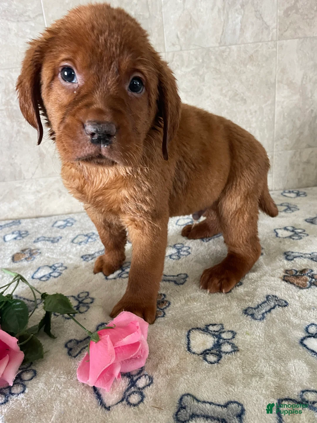 Labrador Retriever dogs for sale: Beckham - Ad 3