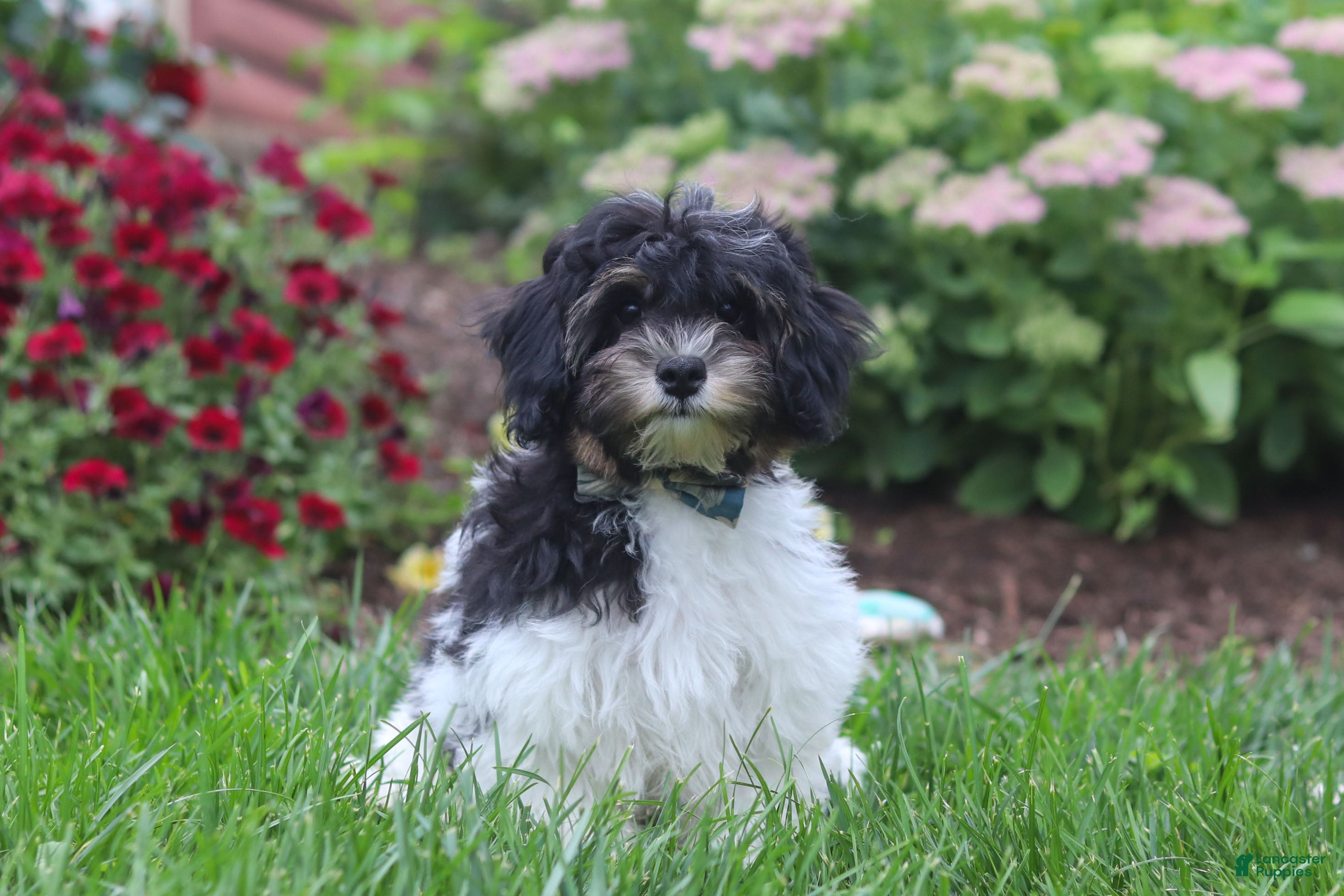 Havapoo dogs Joey - Ad 1
