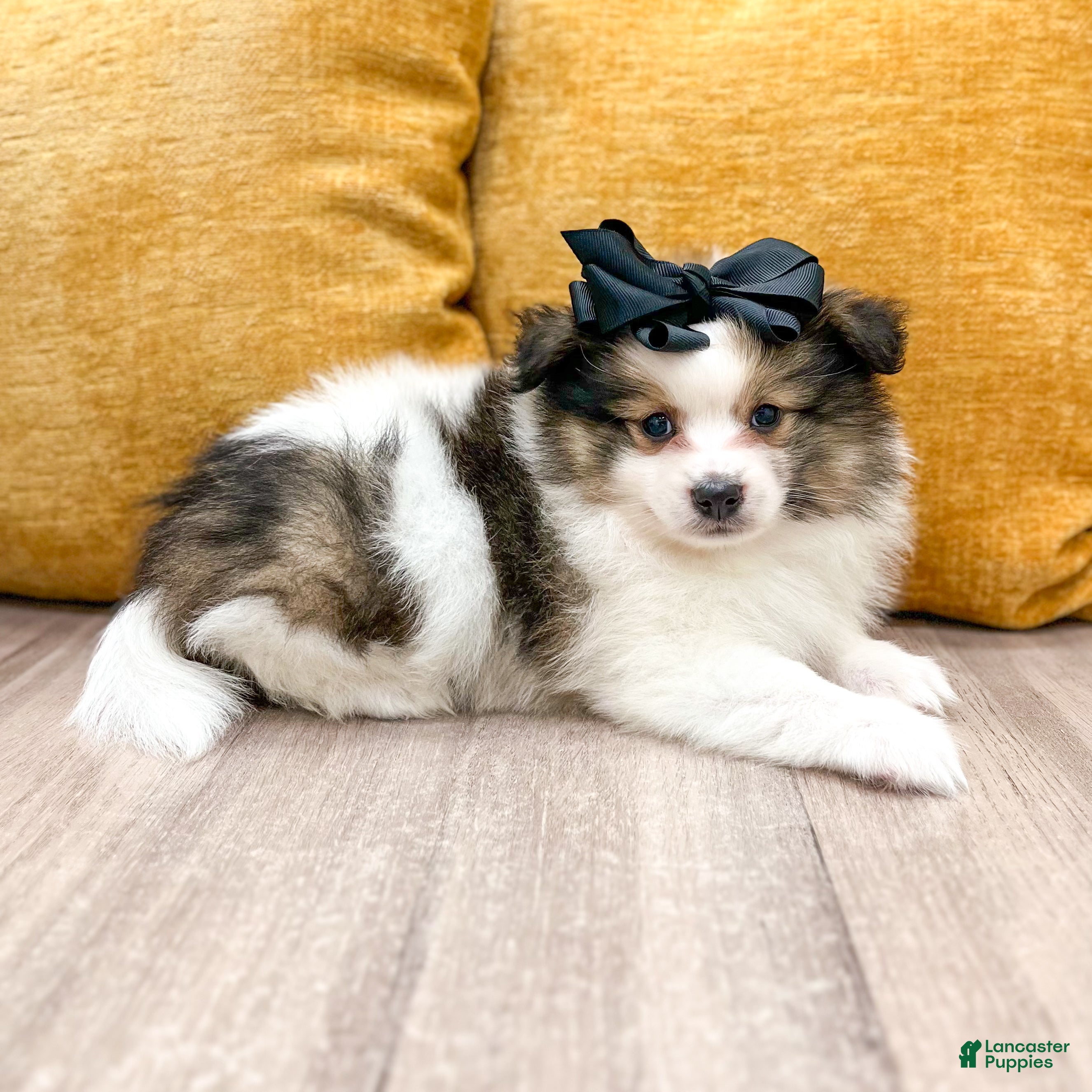 Pomeranian dogs for sale: Oreo - Ad 1