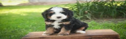 Mini Bernedoodle dogs for sale: Mooney Mini Bernedoodle  - Ad 9
