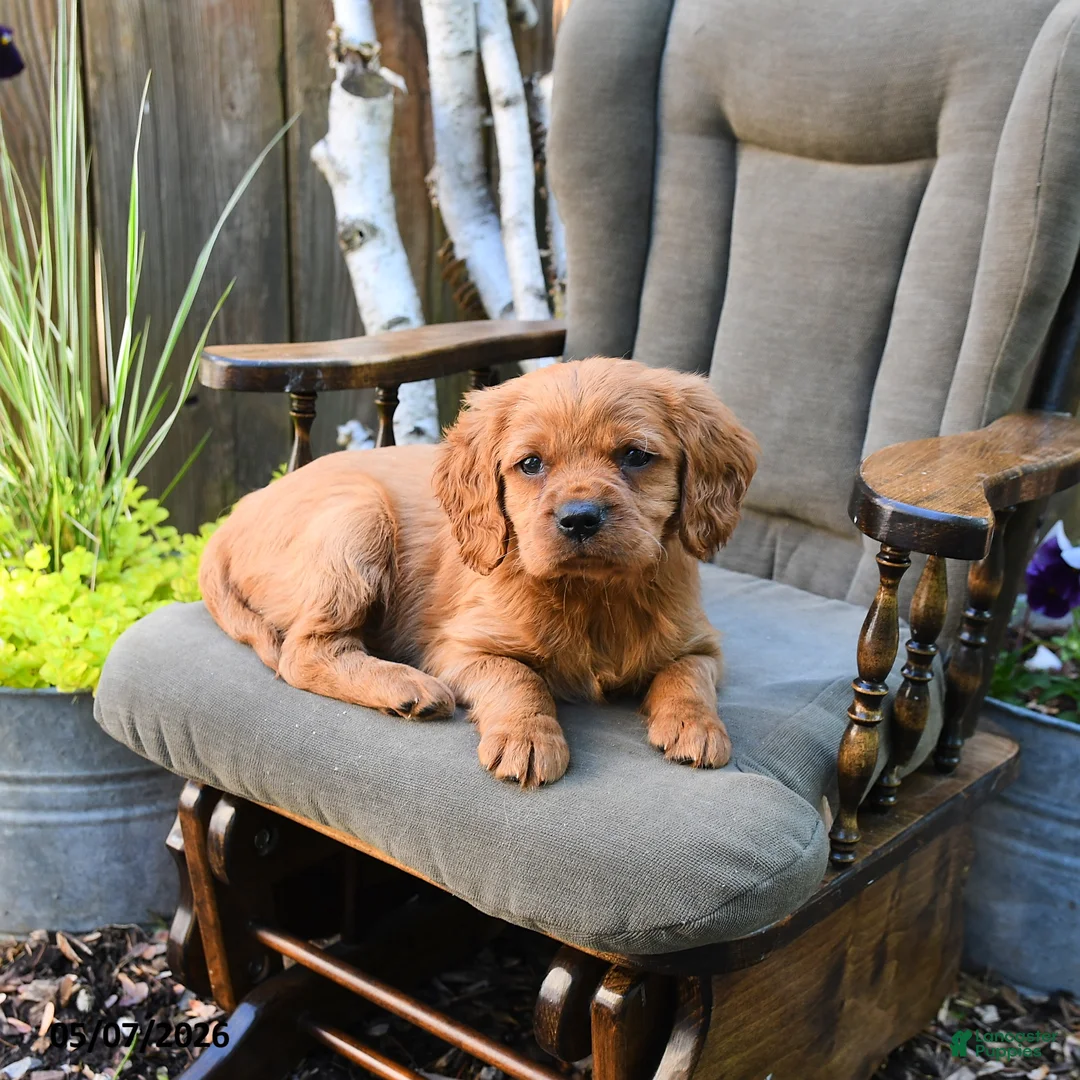 Miniature Golden Retriever dogs for sale: Connor - Ad 3