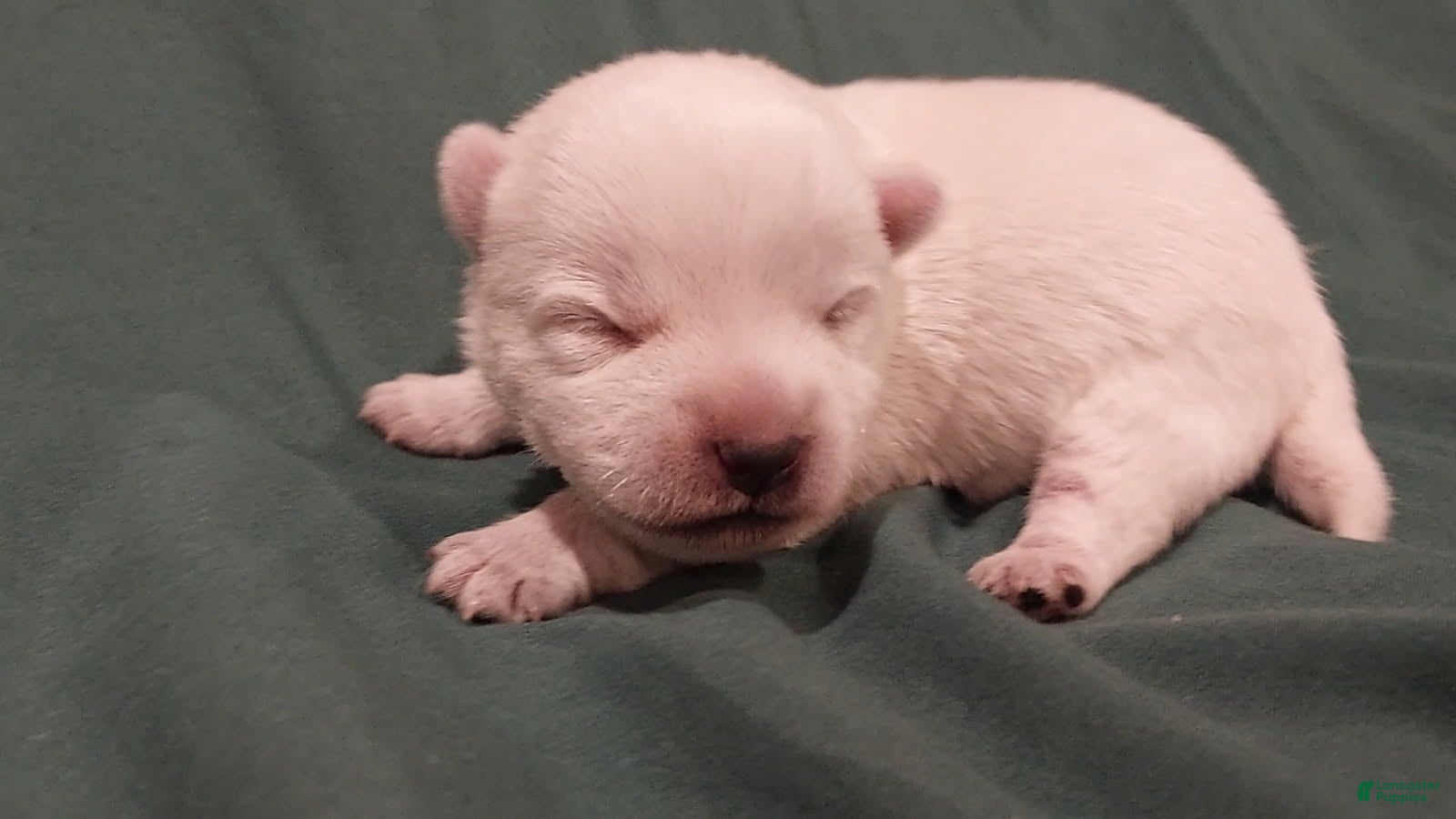 West Highland Terrier dogs Green Boy - Ad 9