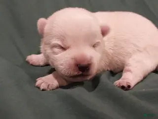 West Highland Terrier dogs Green Boy - Ad 9