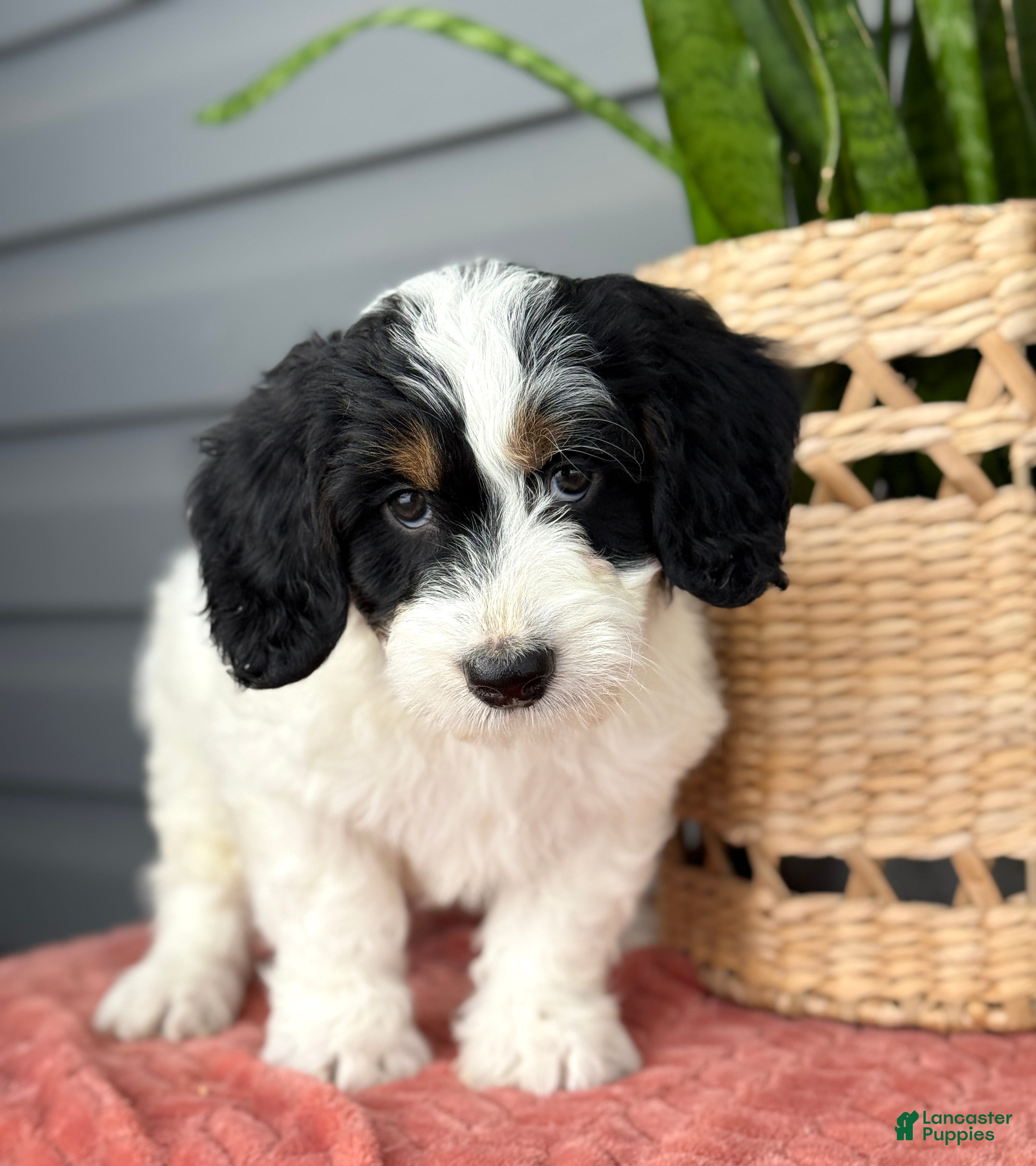 Mini Bernedoodle dogs Fern - Ad 40