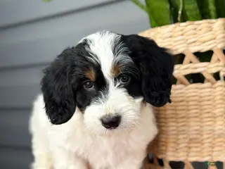 Mini Bernedoodle dogs Fern - Ad 24