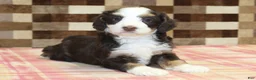 Mini Bernedoodle dogs for sale: Charlie - Ad 2