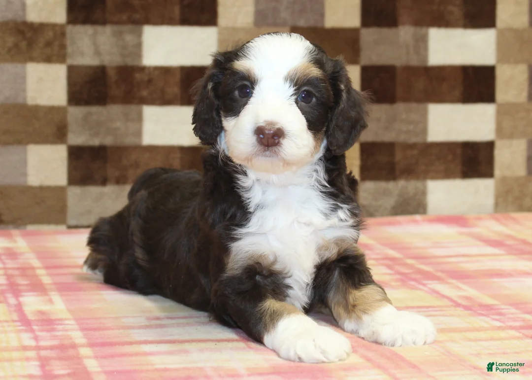 Mini Bernedoodle dogs for sale: Charlie - Ad 2