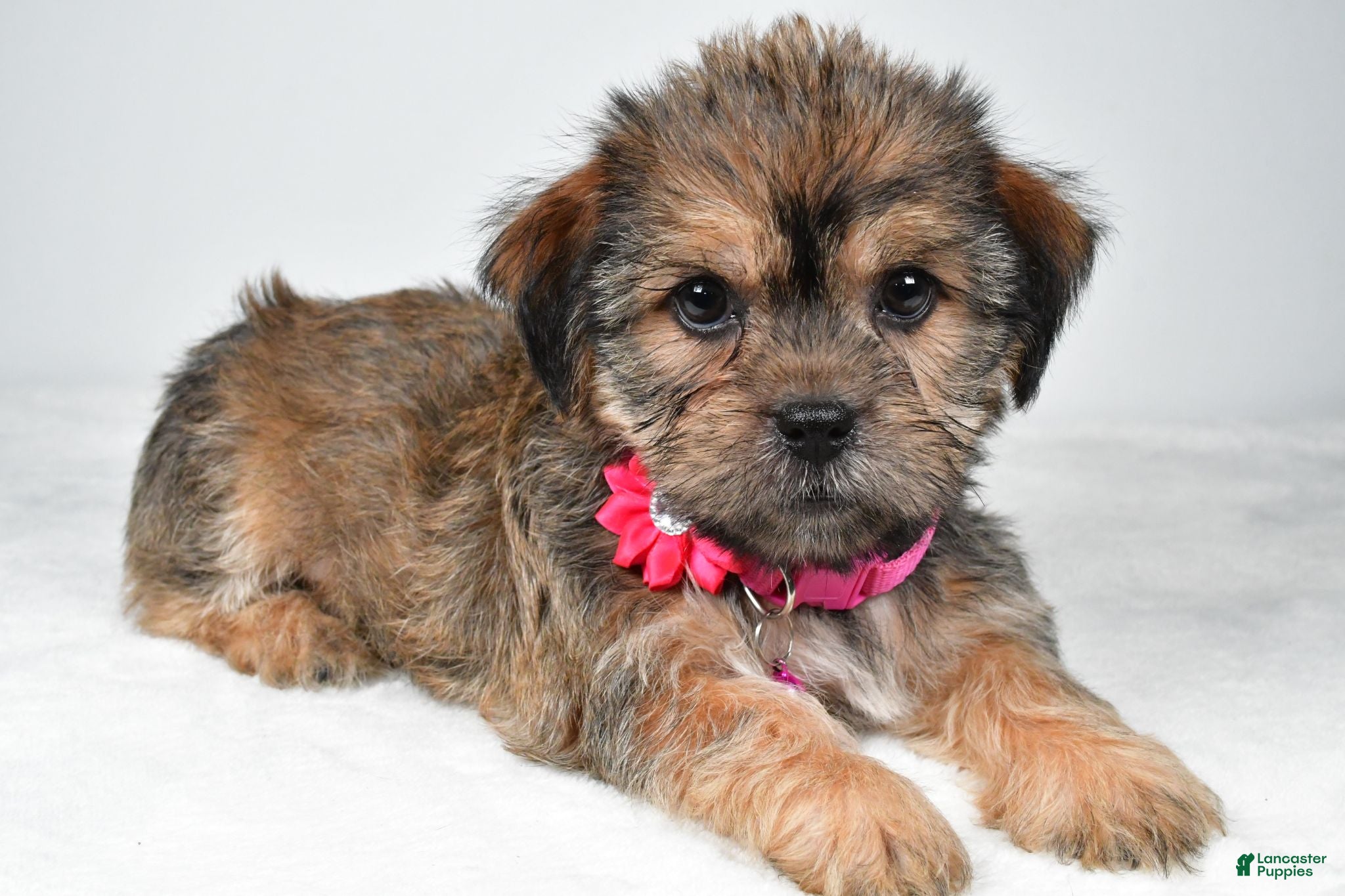 Shorkie dogs Amber - Ad 2