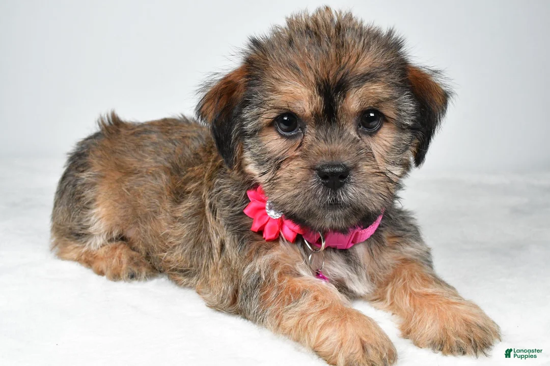 Shorkie dogs for sale: Amber - Ad 2