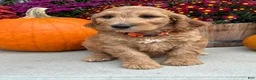 Irish Doodle dogs for sale: Jackson - Ad 6