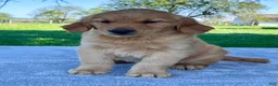 Golden Retriever dogs for sale: Indy - Ad 4