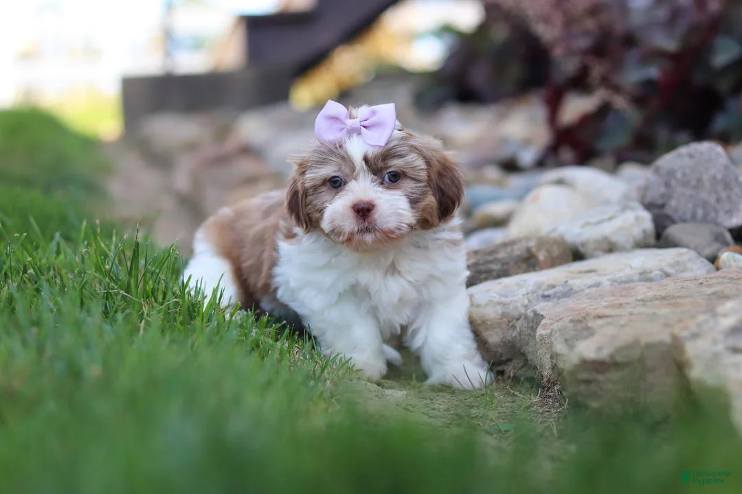 Shih Tzu dogs for sale: Ember - Ad 2