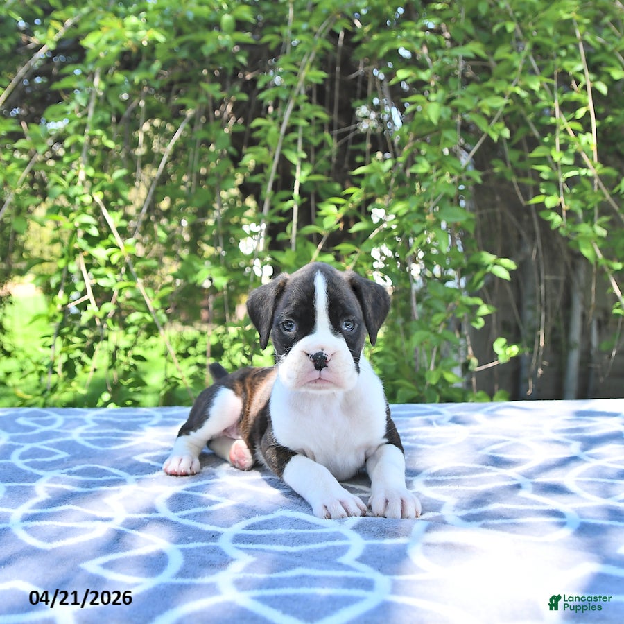 Boxer dogs Ranger - Ad 1