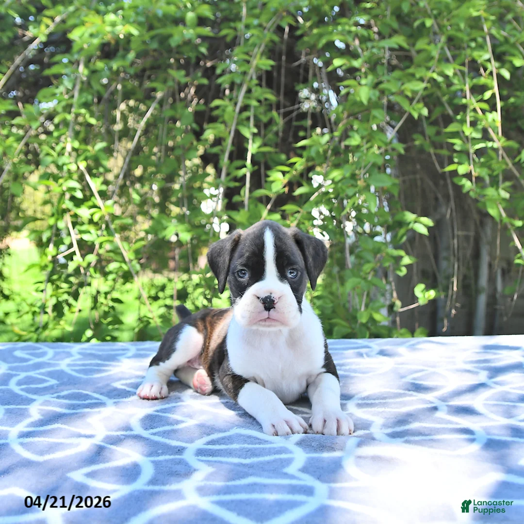 Boxer dogs for sale: Ranger - Ad 1