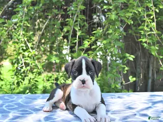 Boxer dogs for sale: Ranger - Ad 3