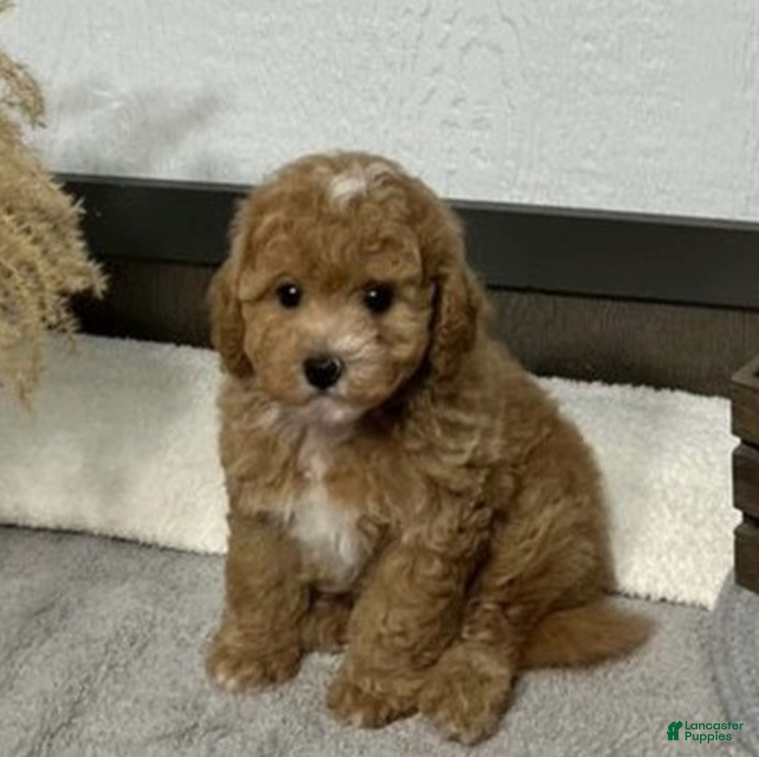 Bichpoo dogs Kade  - Ad 2