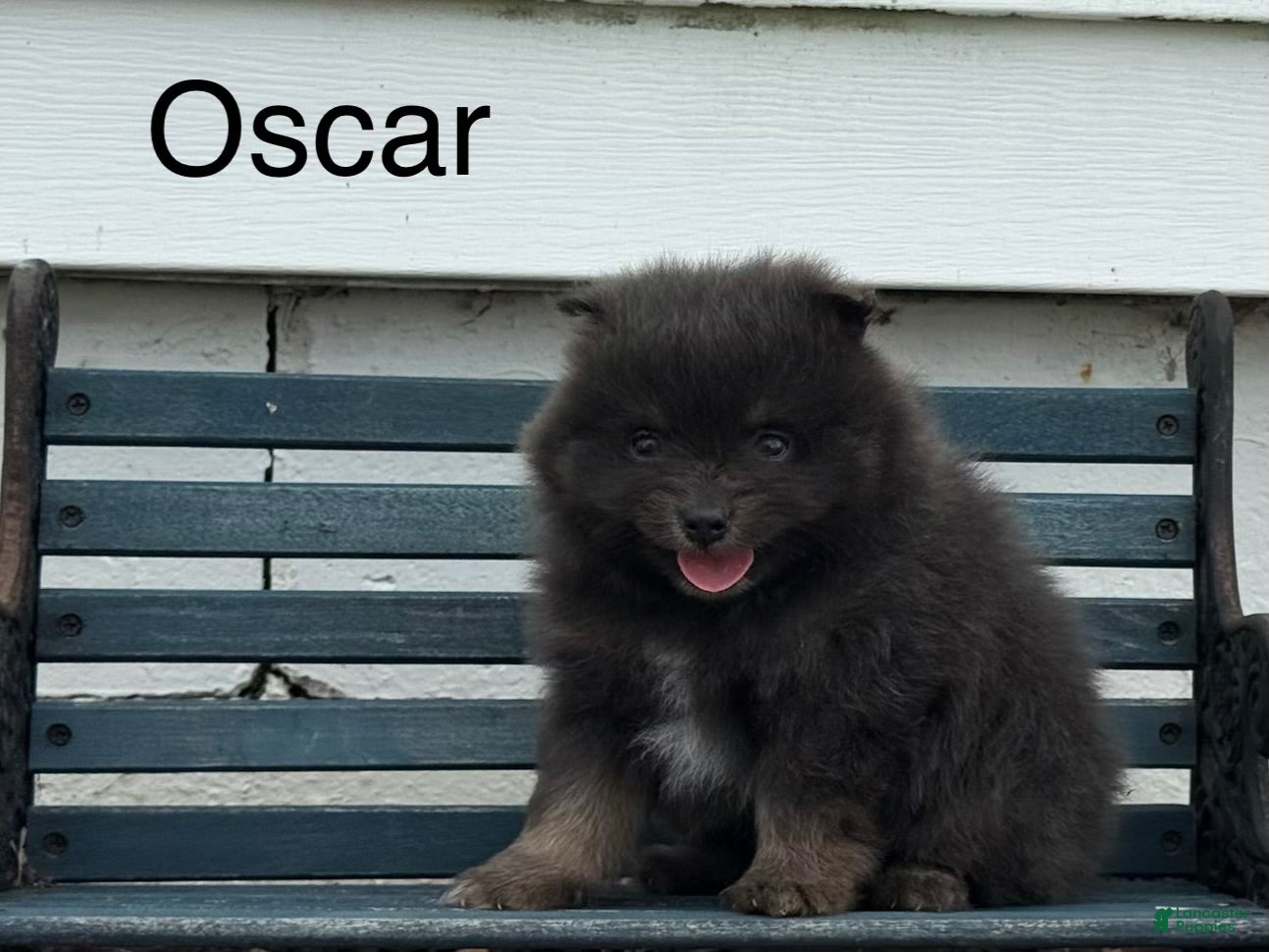 Pomeranian dogs Oscar - Ad 1
