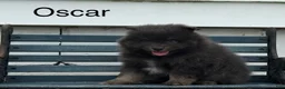 Pomeranian dogs for sale: Oscar - Ad 1