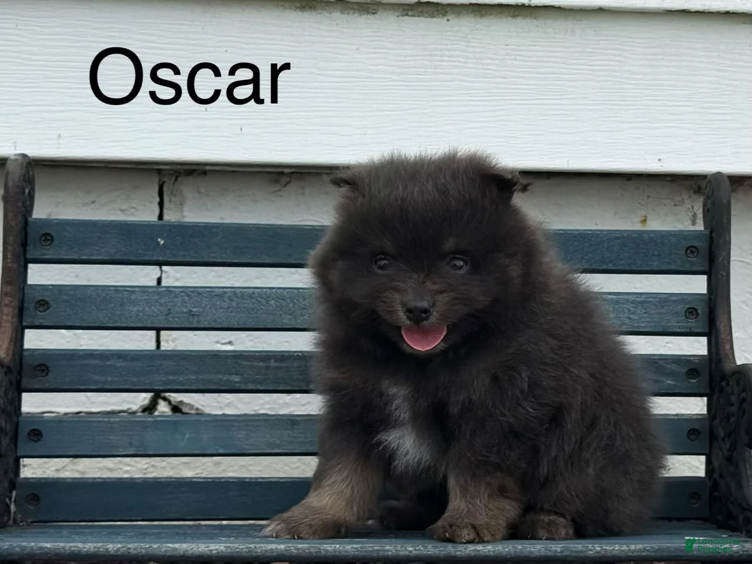 Pomeranian dogs for sale: Oscar - Ad 1