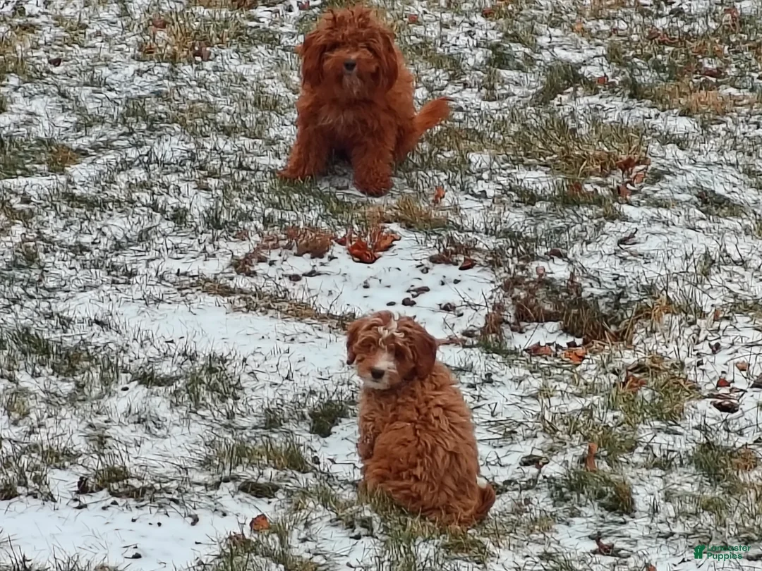 Mixed Breed dogs for sale: Mixed Breed Puppy 2 - Ad 7