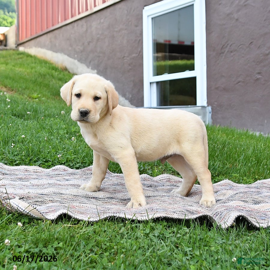 Labrador Retriever dogs Gus - Ad 2
