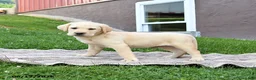 Labrador Retriever dogs for sale: Gus - Ad 2