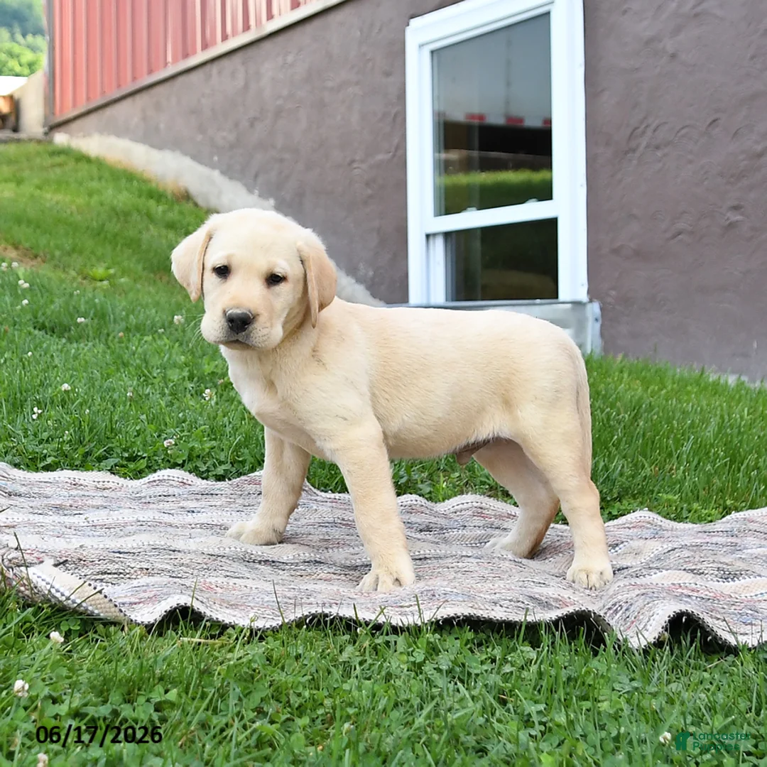 Labrador Retriever dogs for sale: Gus - Ad 2